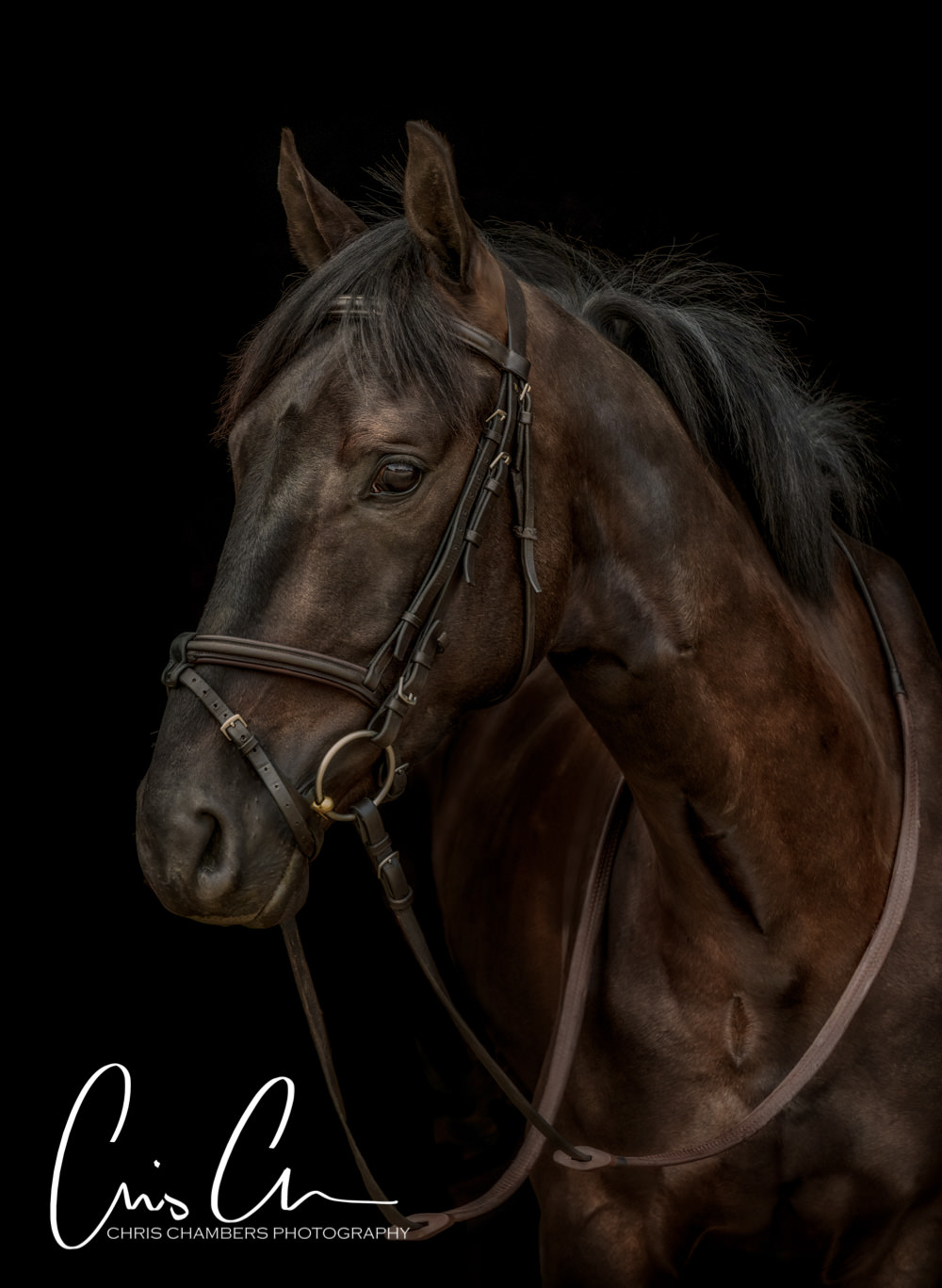 Yorkshire Equine photography. Horse portrait photographs. Portrait photography West Yorkshire