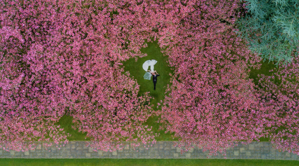 Bride and groom under Cherry Blossom trees at Hazlewood Castle