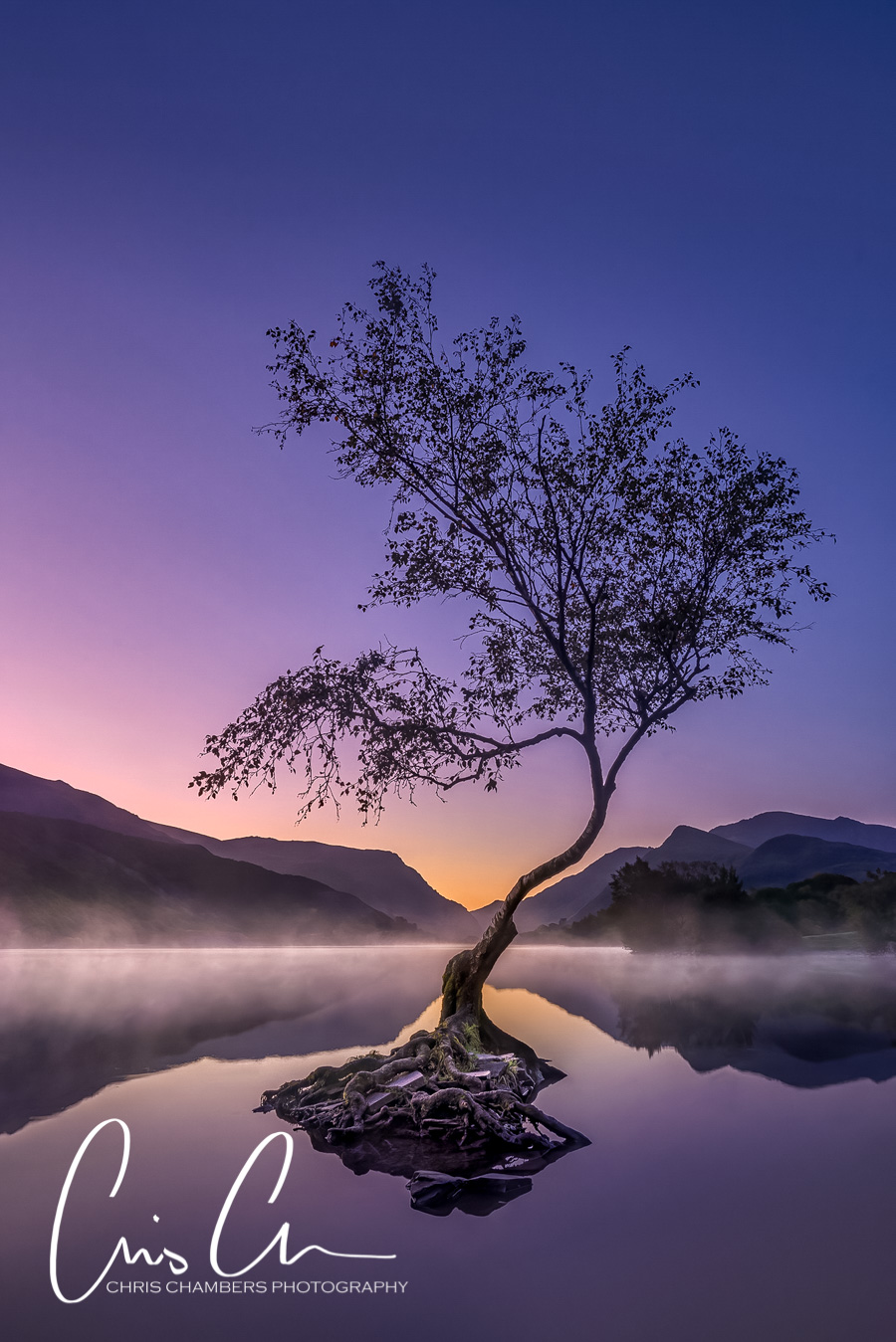 Lone tree at sunrise, Llanberis Snowdonia Wales. Award-winning-landscape-photograph