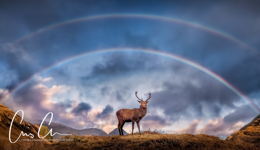 Stag under a double rainbow in Glencoe. Award-winning-wildlife-photograph