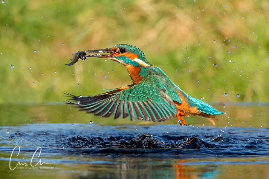 Kingfisher - wildlife photographer Chris Chambers