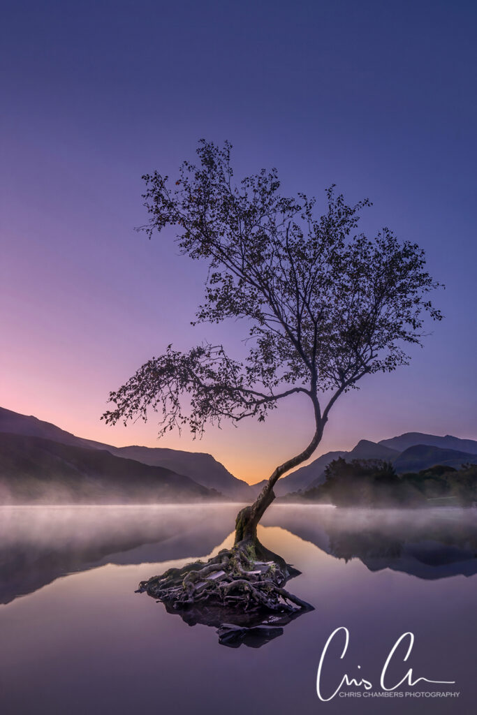 llanberis tree North Wales. Snowdonia. landscape photographer of the year