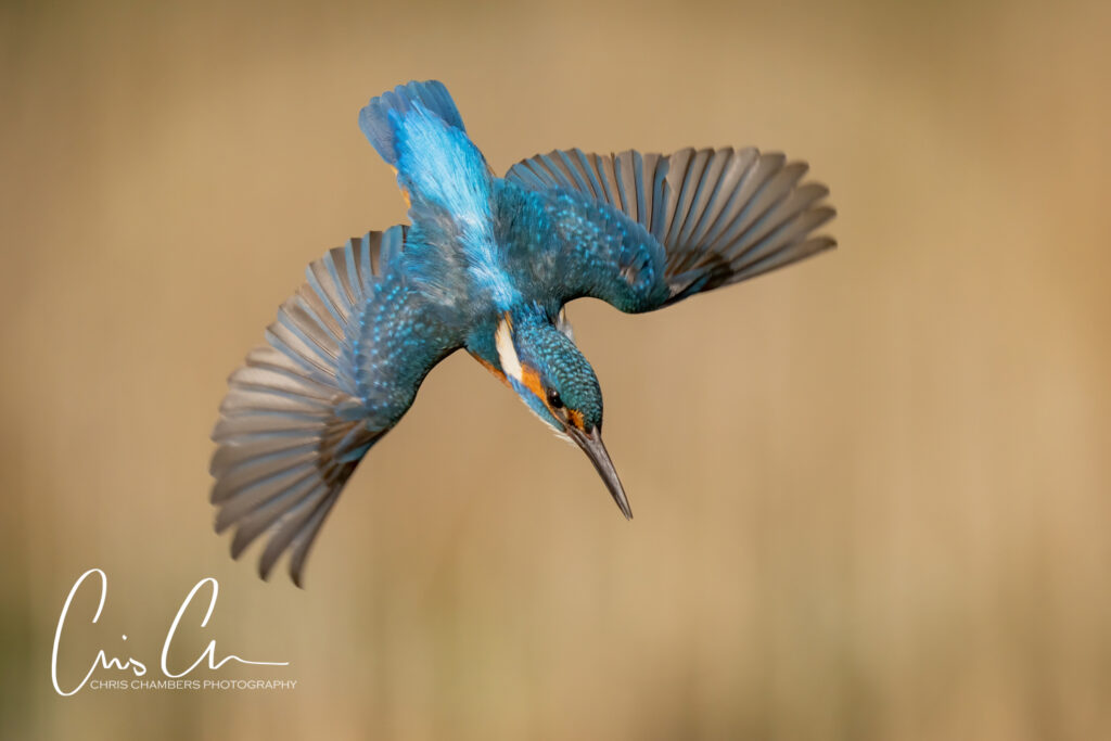 Kingfisher photography workshops