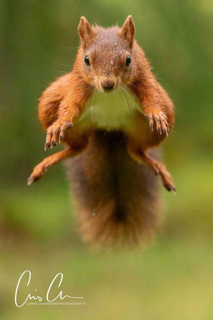 Red Squirrel Wildlife Photography Yorkshire - Wildlife training days