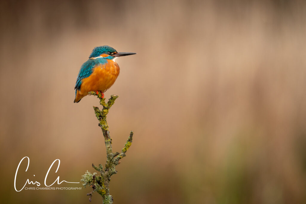 Kingfisher photography workshops