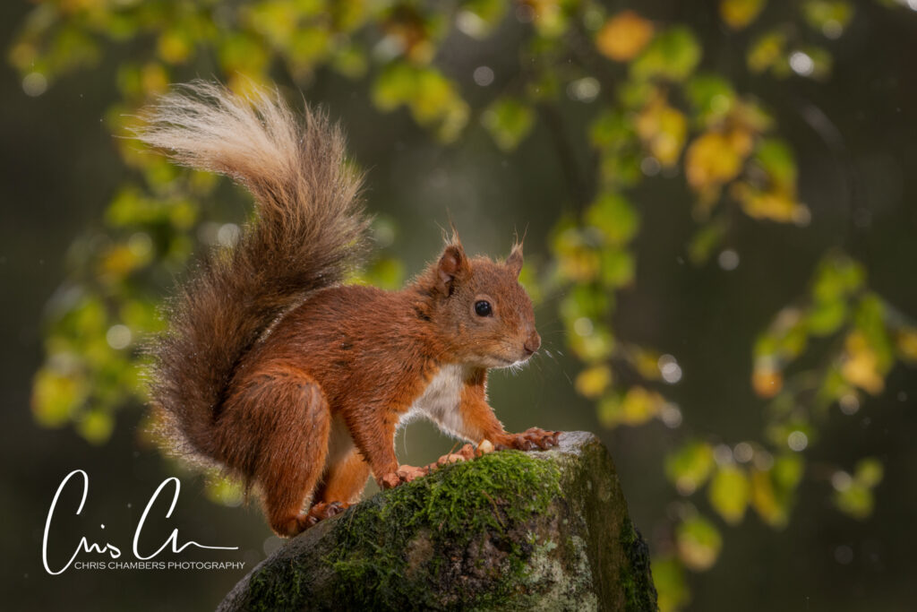Red Squirrel Wildlife Photography Yorkshire - Wildlife training days