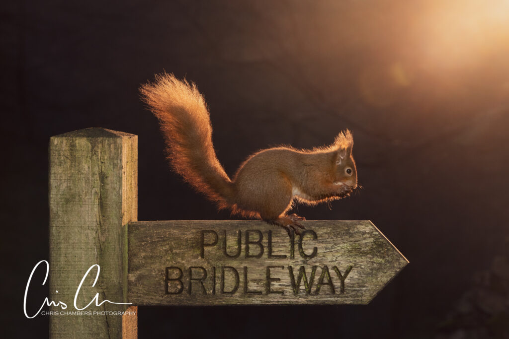 Red Squirrel Wildlife Photography Yorkshire - Wildlife training days