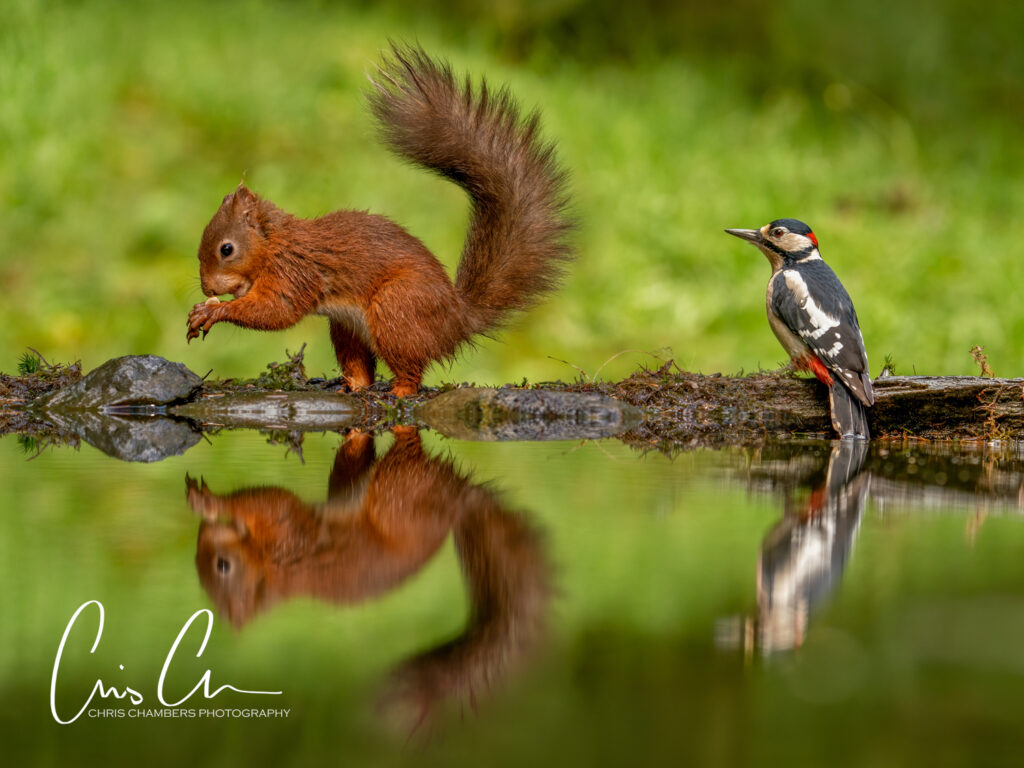 Red Squirrel Wildlife Photography Yorkshire - Wildlife training days