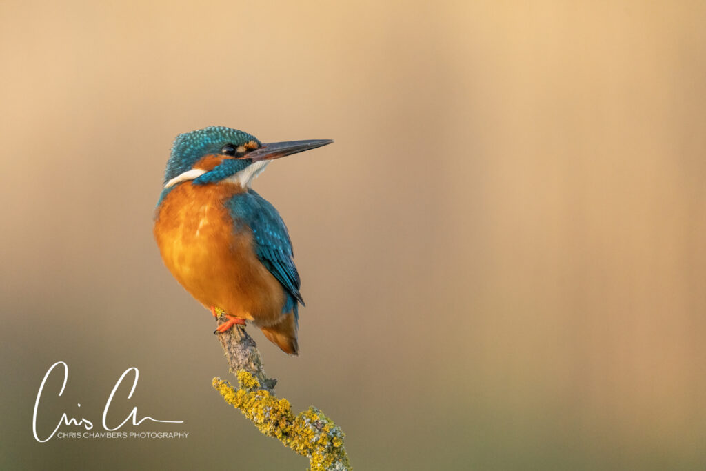 Kingfisher photography workshops