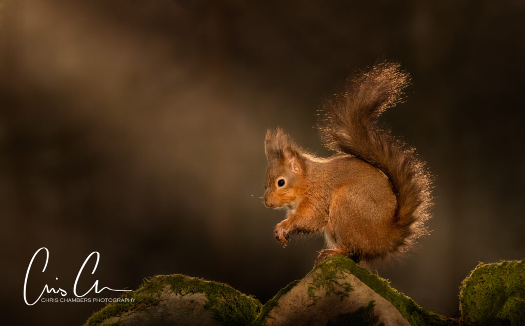Red Squirrel Wildlife Photography Yorkshire - Wildlife training days