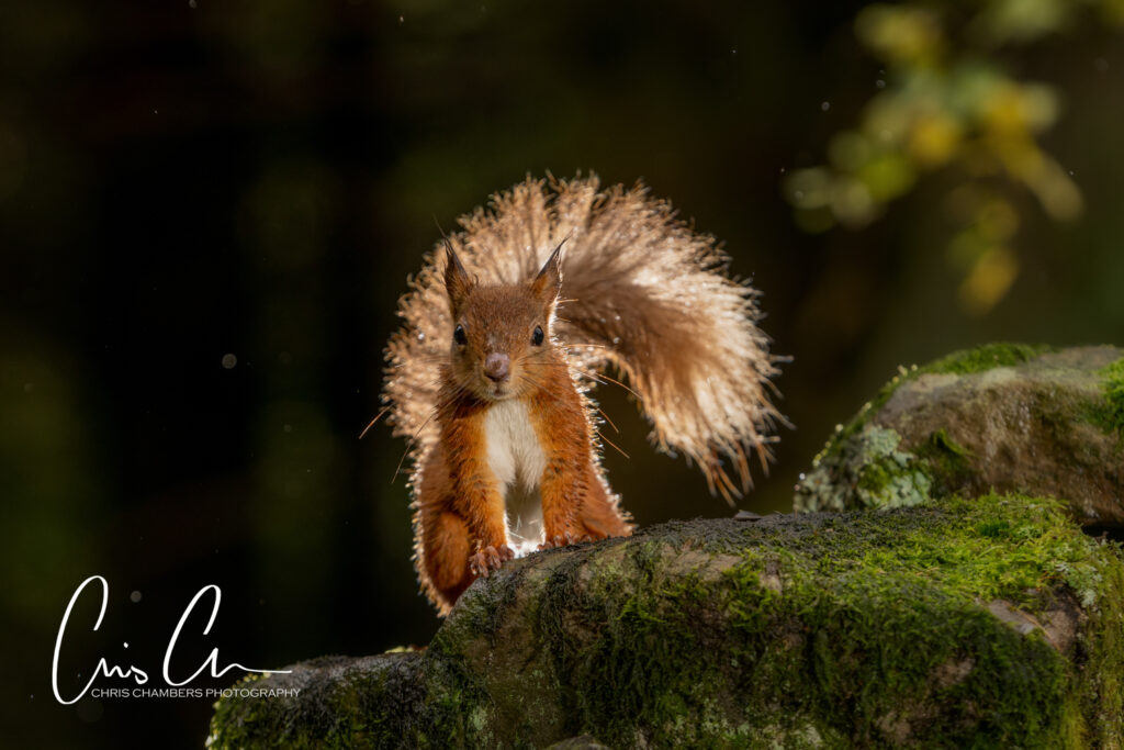Red Squirrel Wildlife Photography Yorkshire - Wildlife training days