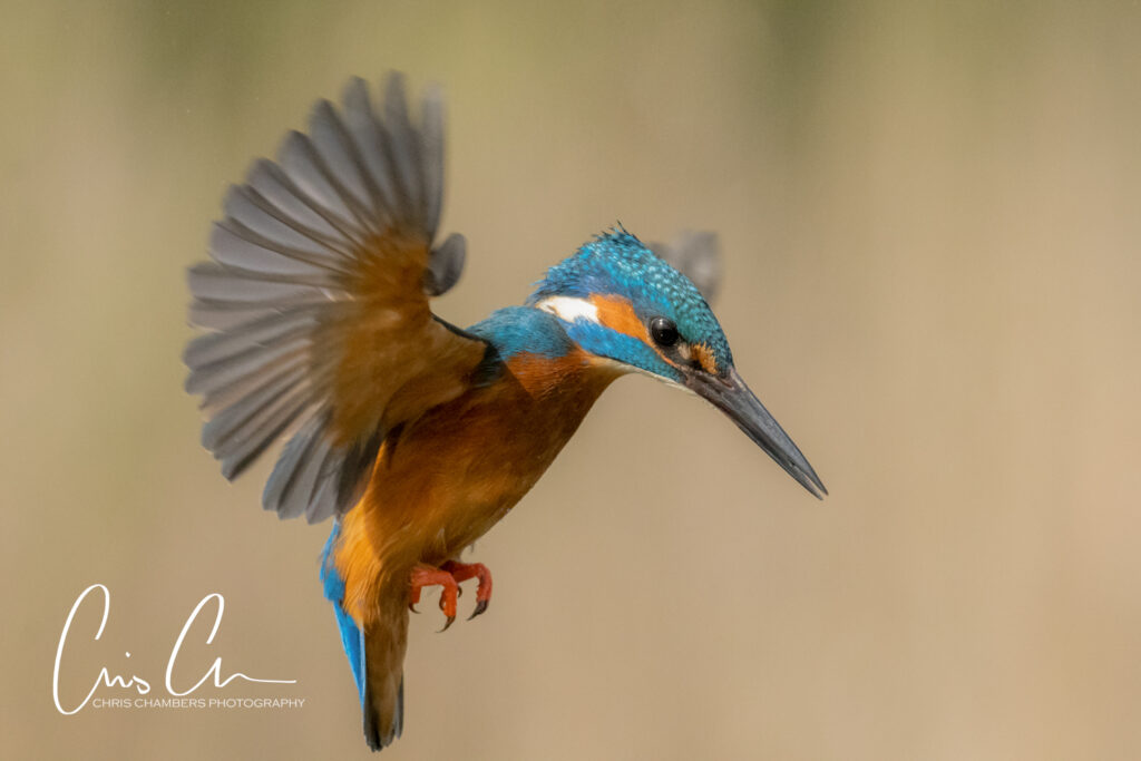 Kingfisher photography workshops