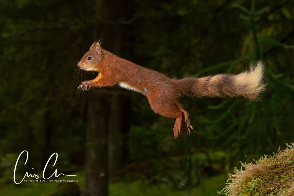 Red Squirrel Wildlife Photography Yorkshire - Wildlife training days
