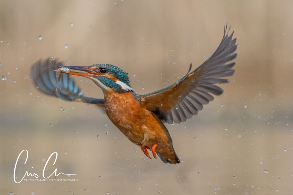 Kingfisher photography workshops