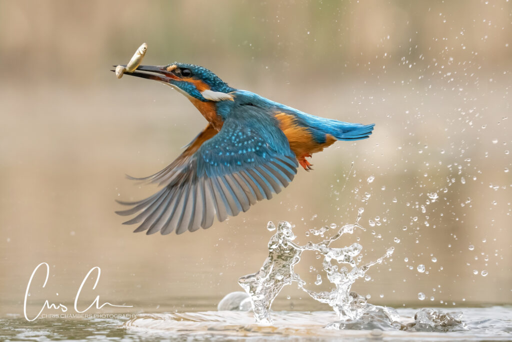 Kingfisher photography workshops