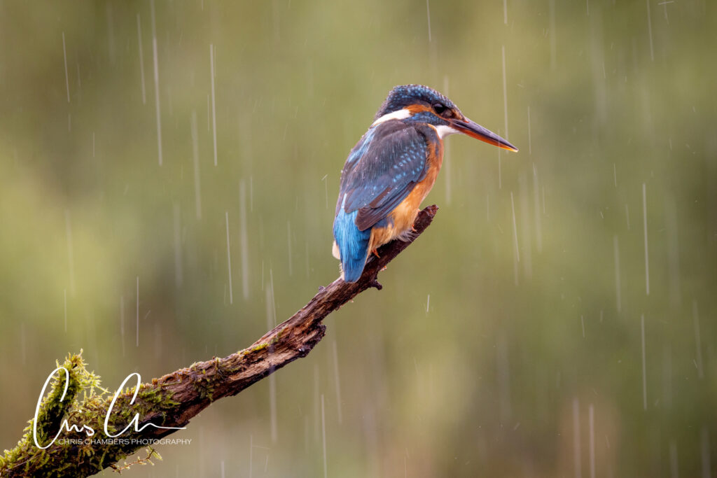 Kingfisher photography workshops
