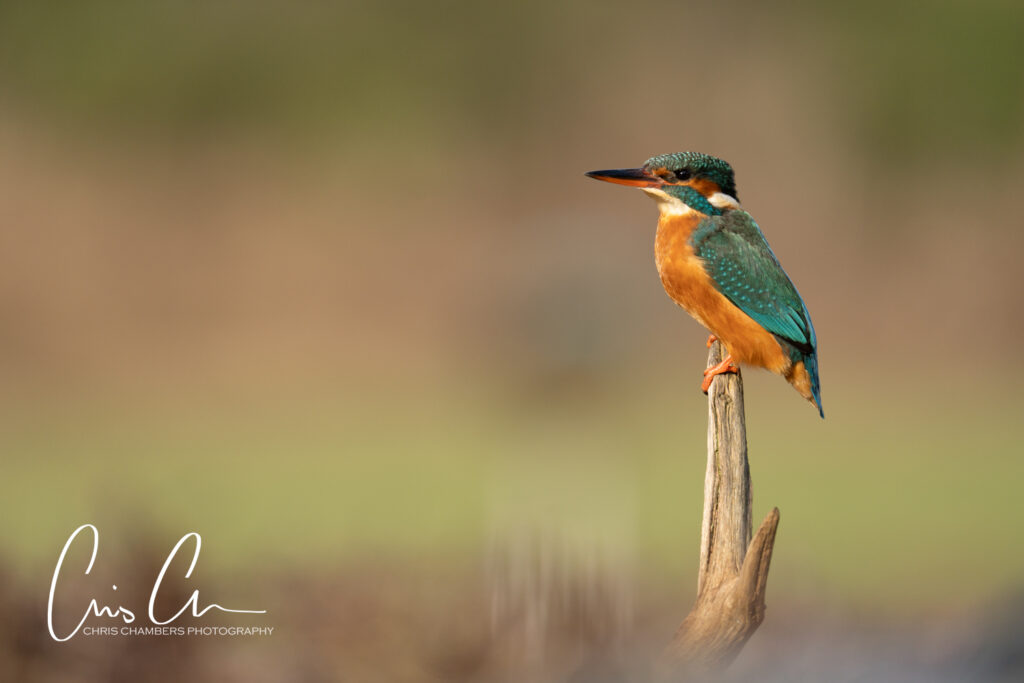 Kingfisher photography workshops