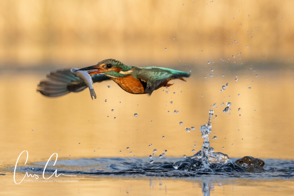 Kingfisher photography workshops