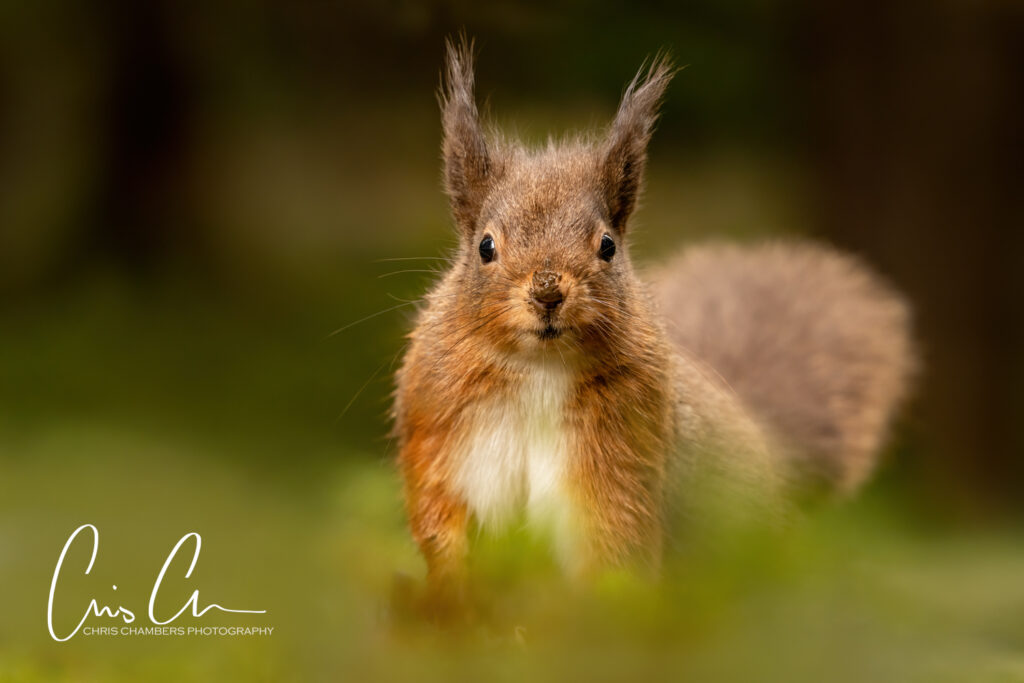 Red Squirrel Wildlife Photography Yorkshire - Wildlife training days