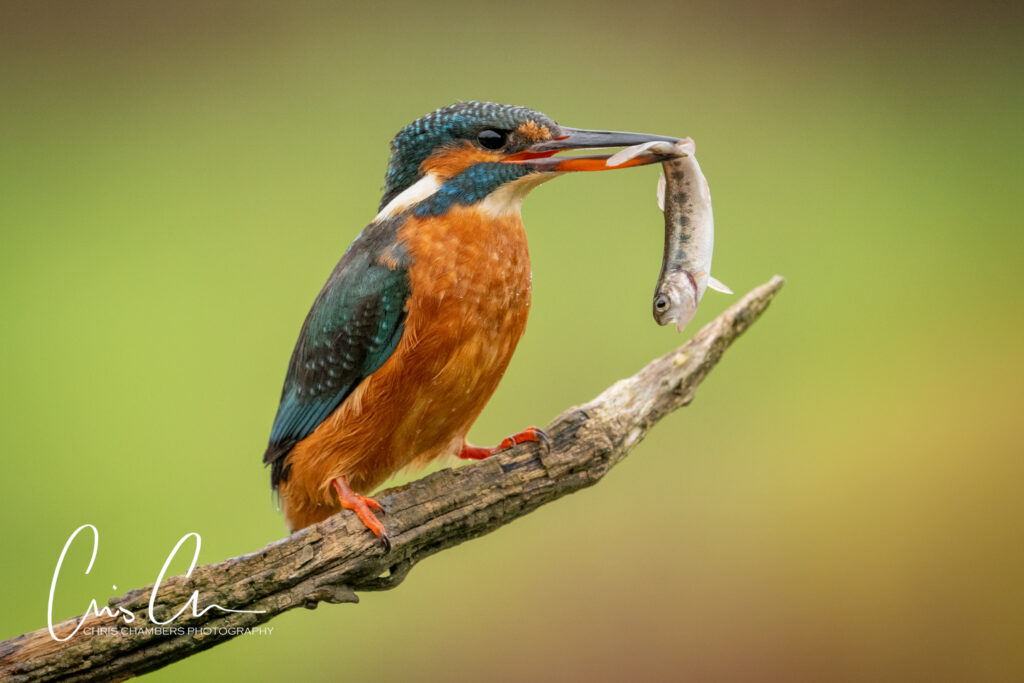 Kingfisher photography workshops