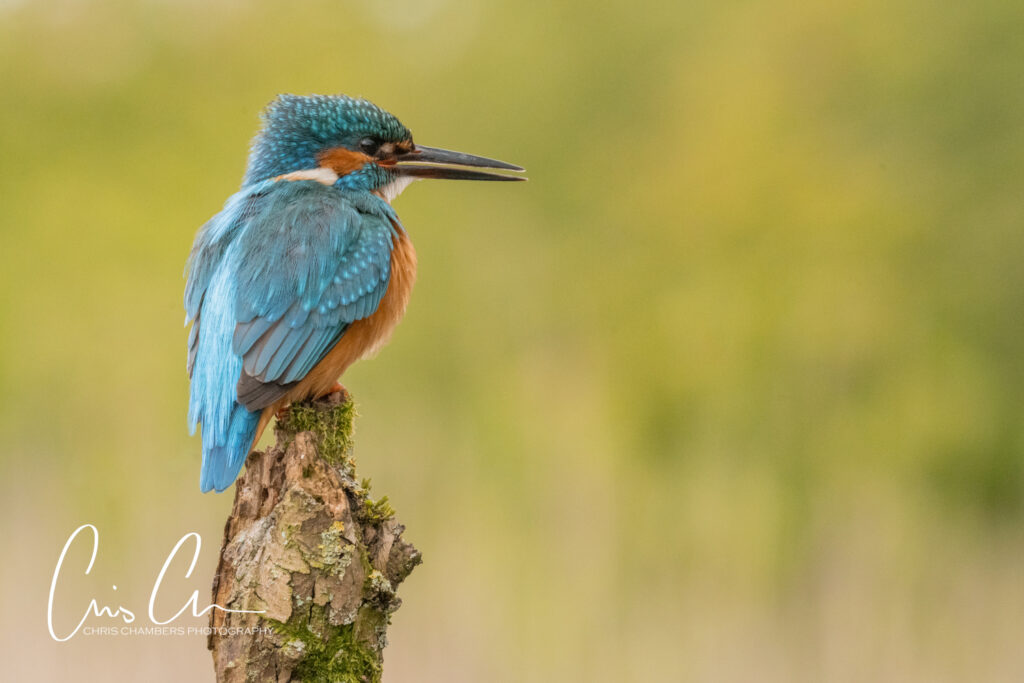Kingfisher photography workshops