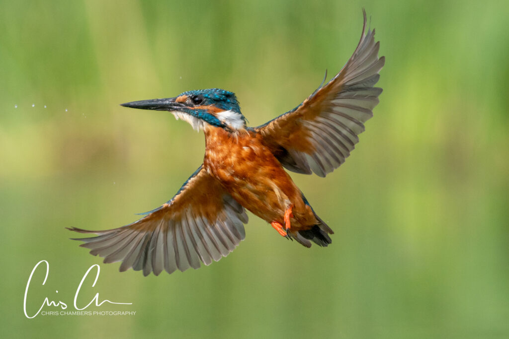 Kingfisher photography workshops