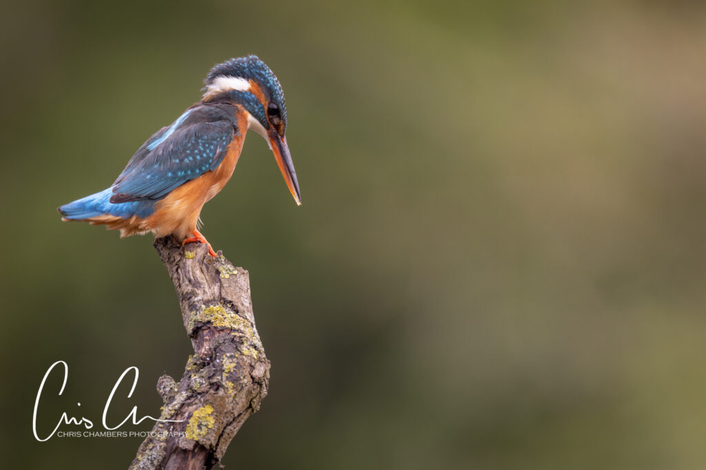 Kingfisher photography workshops