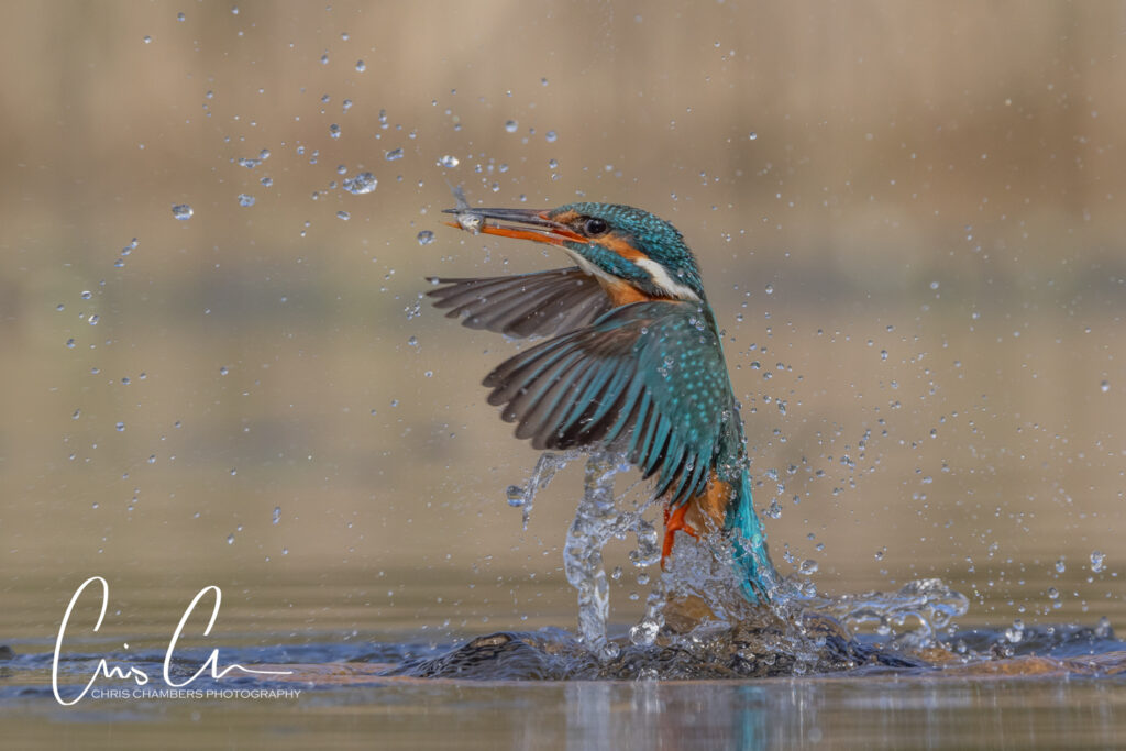 Kingfisher photography workshops
