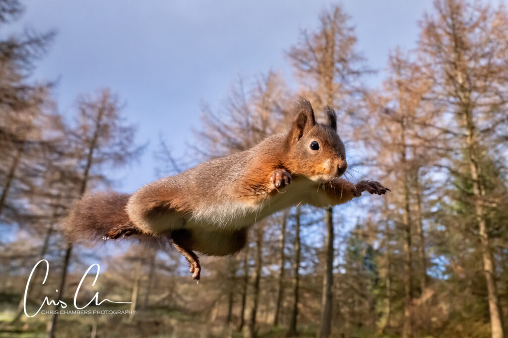 Red Squirrel Wildlife Photography Yorkshire - Wildlife training days
