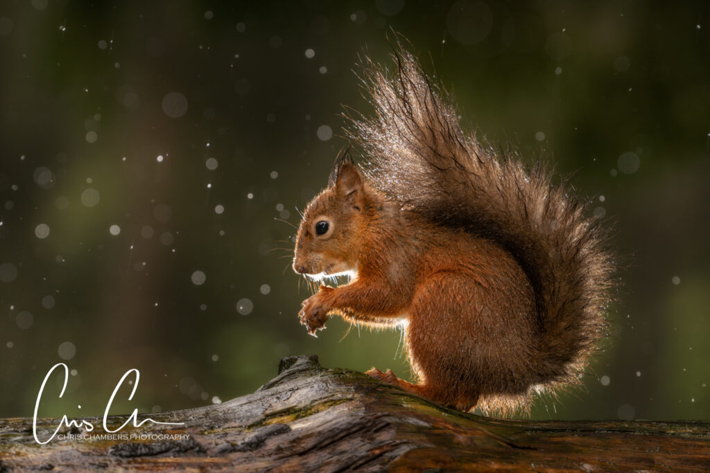 Red Squirrel Wildlife Photography Yorkshire - Wildlife training days