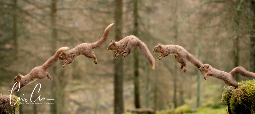 Red Squirrel Wildlife Photography Yorkshire - Wildlife training days