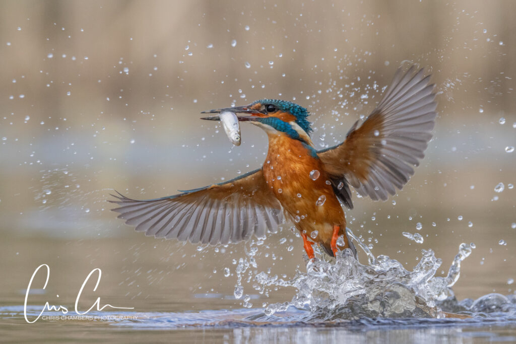 Kingfisher photography workshops