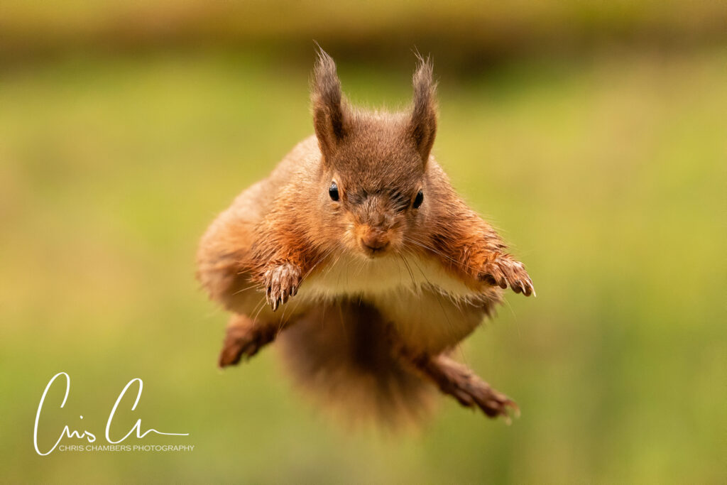 Red Squirrel Wildlife Photography Yorkshire - Wildlife training days