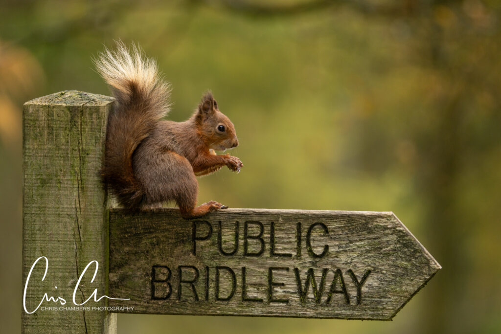 Red Squirrel Wildlife Photography Yorkshire - Wildlife training days