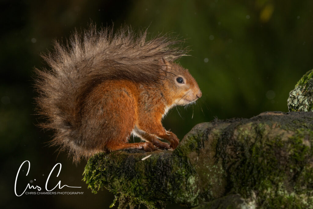 Red Squirrel Wildlife Photography Yorkshire - Wildlife training days