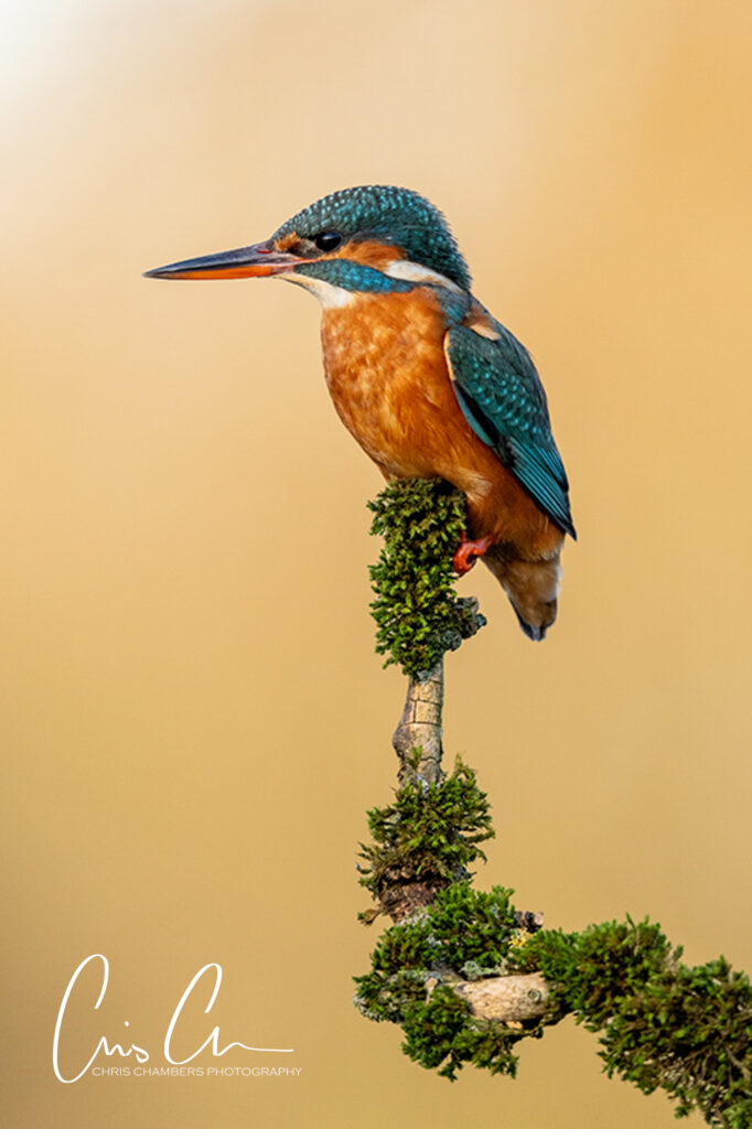 Kingfisher photography workshops