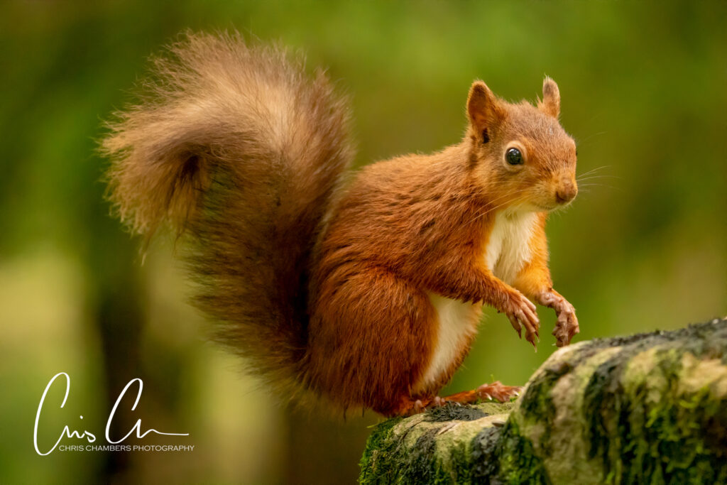 Red Squirrel Wildlife Photography Yorkshire - Wildlife training days