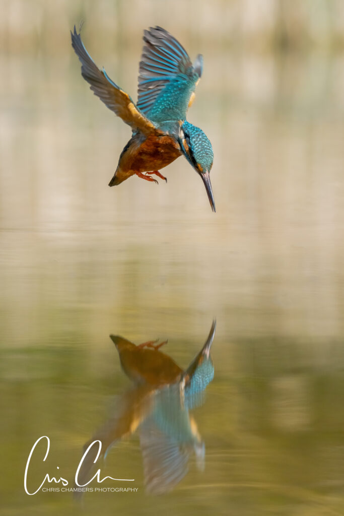 Kingfisher photography workshops