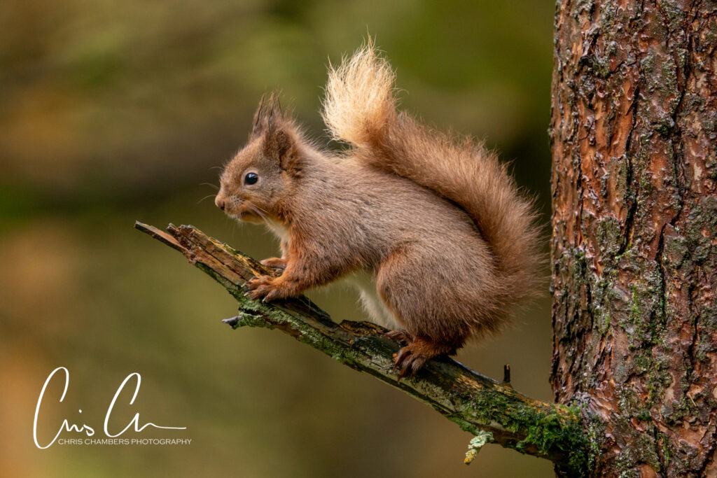 Red Squirrel Wildlife Photography Yorkshire - Wildlife training days