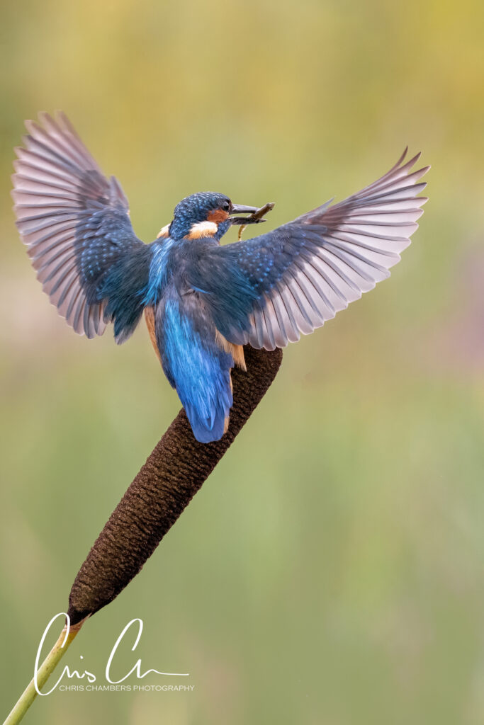 Kingfisher photography workshops