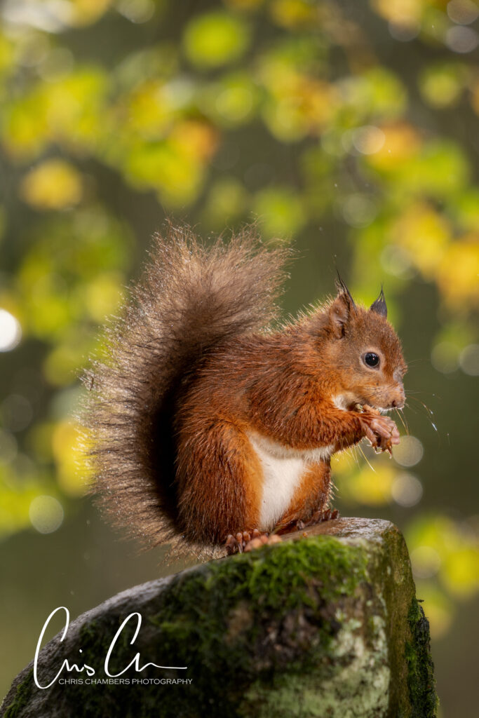 Red Squirrel Wildlife Photography Yorkshire - Wildlife training days