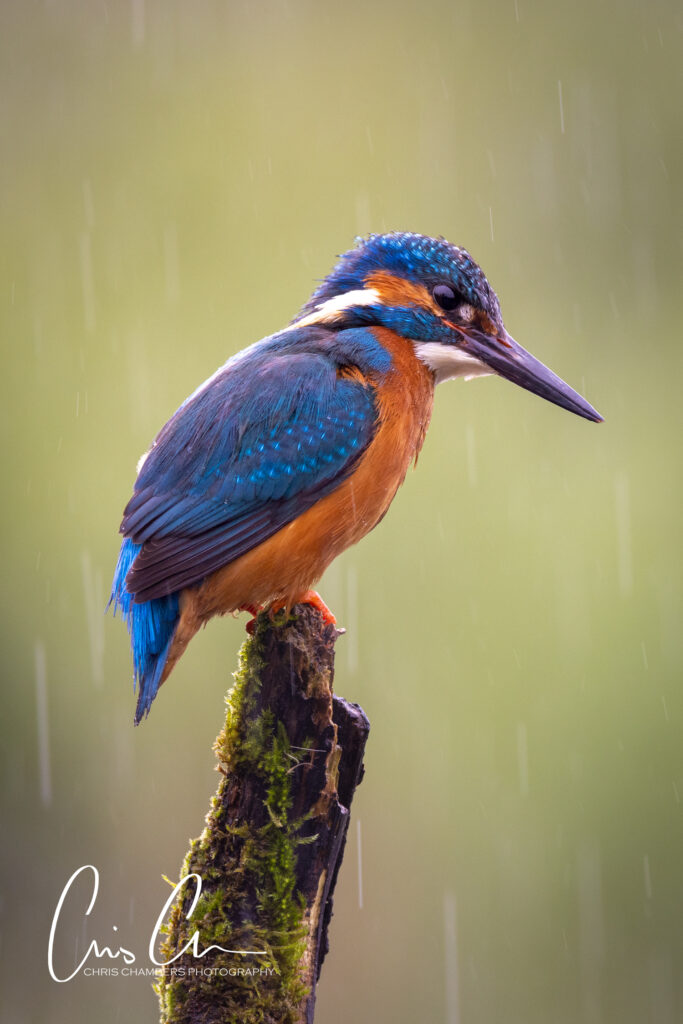 Kingfisher photography workshops