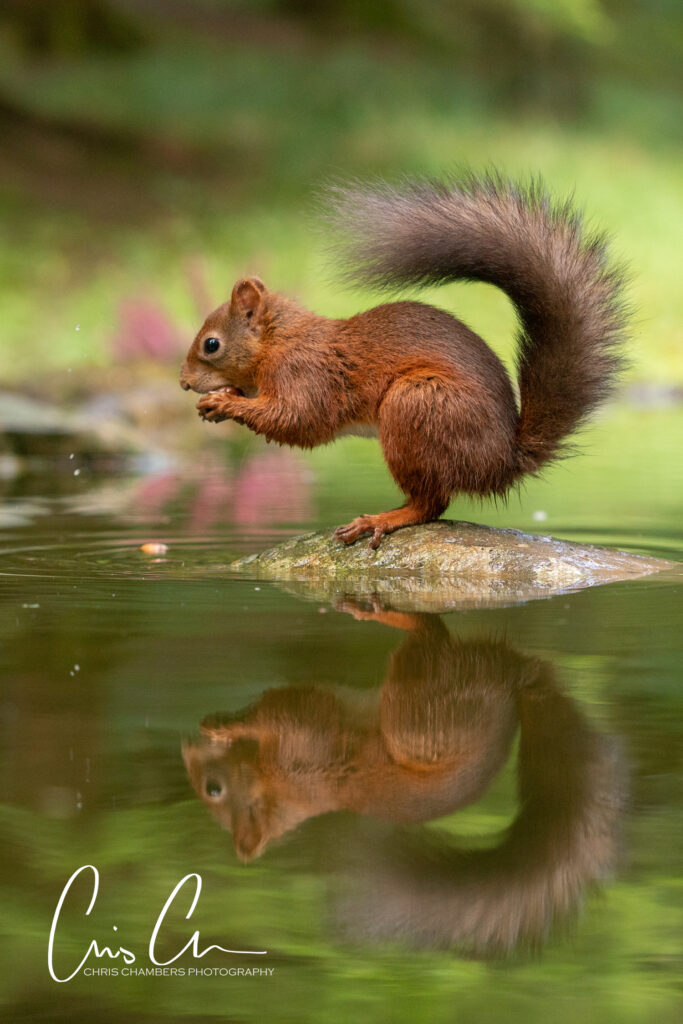 Red Squirrel Wildlife Photography Yorkshire - Wildlife training days