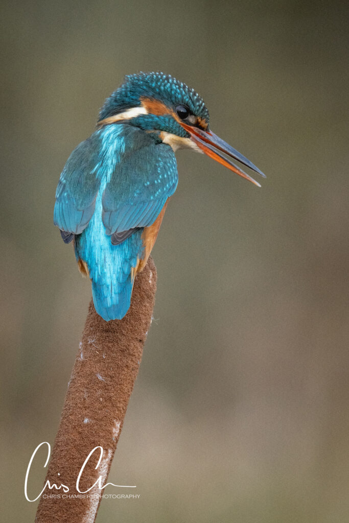 Kingfisher photography workshops