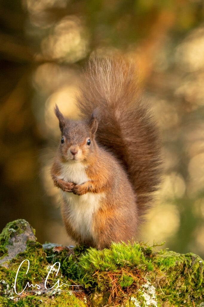 Red Squirrel Wildlife Photography Yorkshire - Wildlife training days