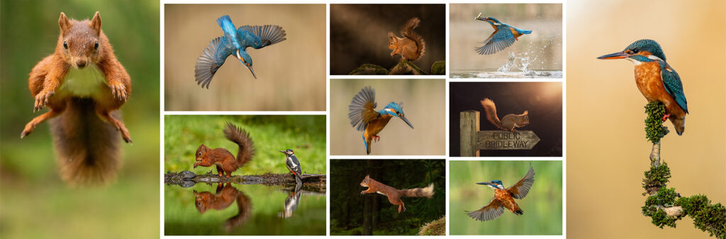 Kingfishers and Wildlife photography in Yorkshire